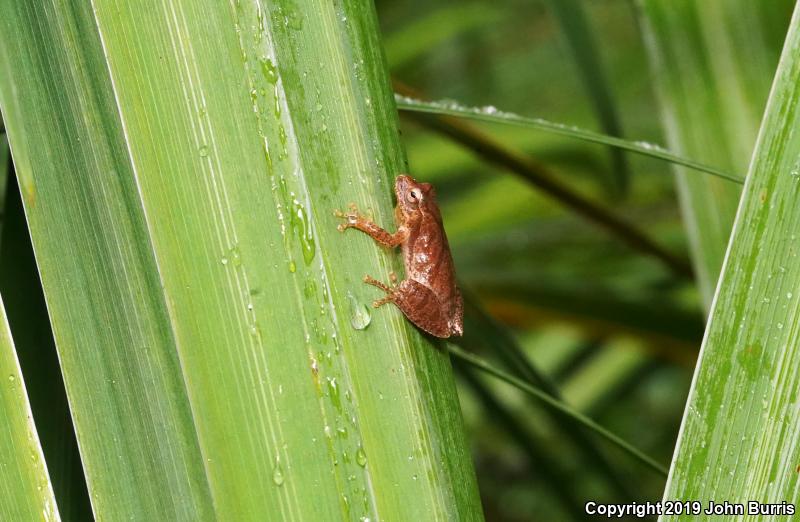 Spring Peeper (Pseudacris crucifer)