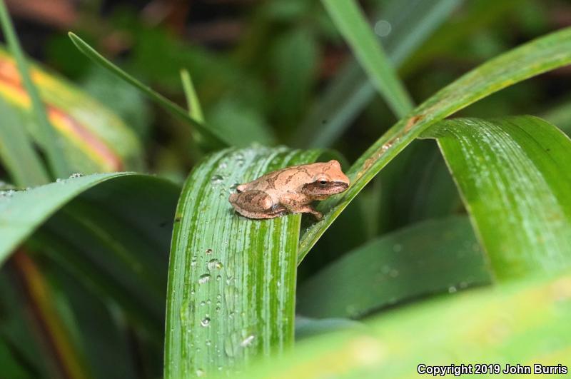 Spring Peeper (Pseudacris crucifer)