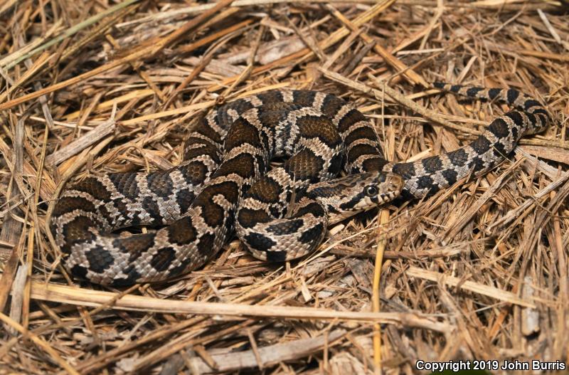 Western Foxsnake (Pantherophis vulpinus)