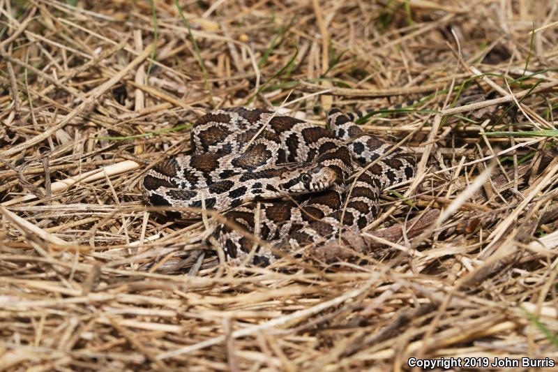 Western Foxsnake (Pantherophis vulpinus)