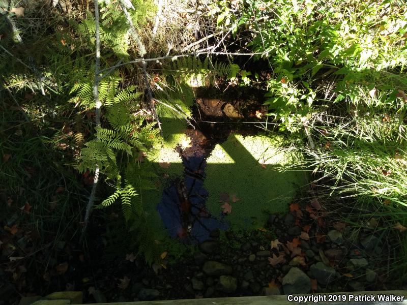 California Giant Salamander (Dicamptodon ensatus)