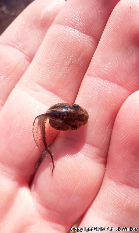 Ornate Chorus Frog (Pseudacris ornata)