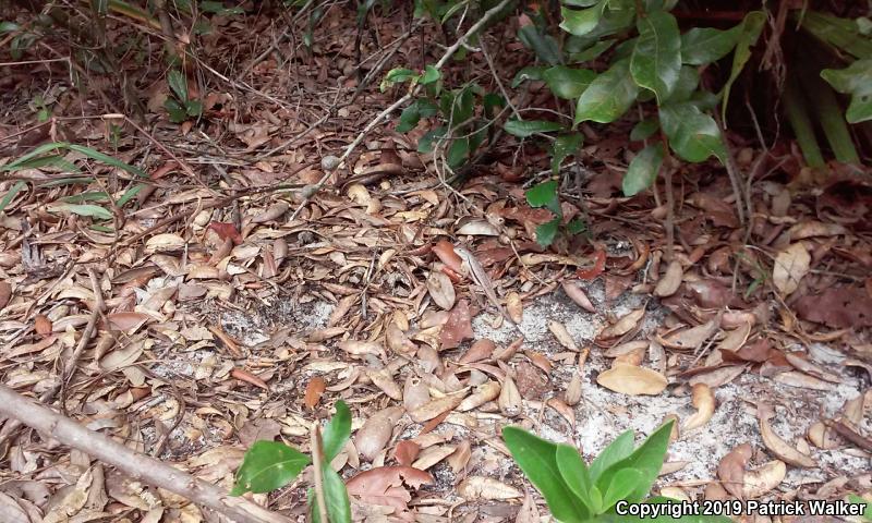 Florida Scrub Lizard (Sceloporus woodi)