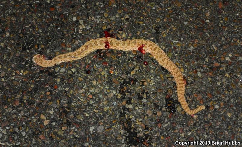 Prairie Rattlesnake (Crotalus viridis)