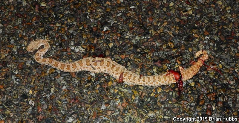 Prairie Rattlesnake (Crotalus viridis)