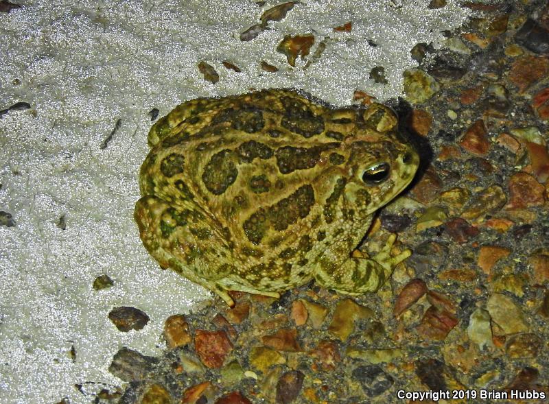 Great Plains Toad (Anaxyrus cognatus)