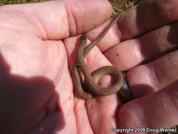 Northern Brownsnake (Storeria dekayi dekayi)