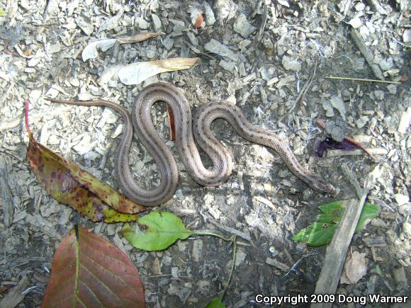 Northern Brownsnake (Storeria dekayi dekayi)