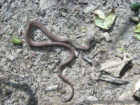 Northern Brownsnake (Storeria dekayi dekayi)