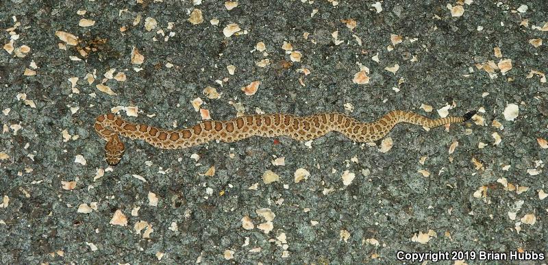 Prairie Rattlesnake (Crotalus viridis)