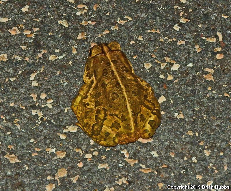 Woodhouse's Toad (Anaxyrus woodhousii woodhousii)