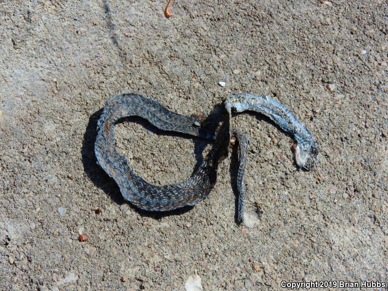 Texas Brownsnake (Storeria dekayi texana)