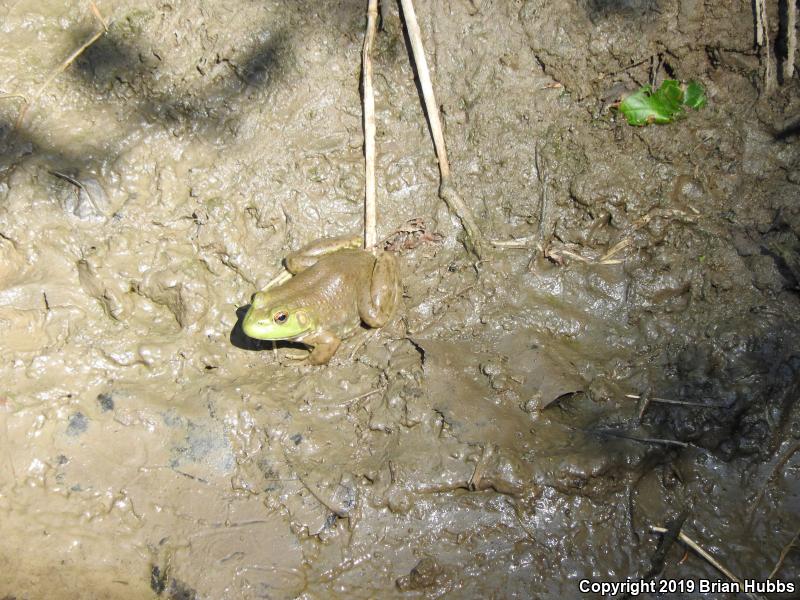 American Bullfrog (Lithobates catesbeianus)