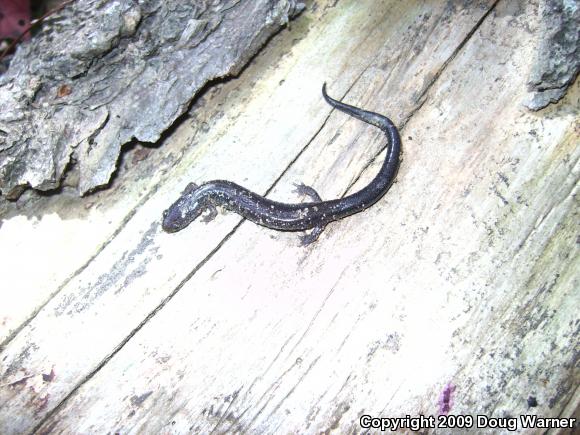 Eastern Red-backed Salamander (Plethodon cinereus)