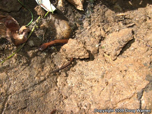 Eastern Red-backed Salamander (Plethodon cinereus)