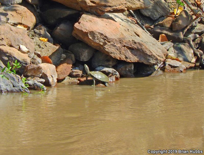 False Map Turtle (Graptemys pseudogeographica pseudogeographica)