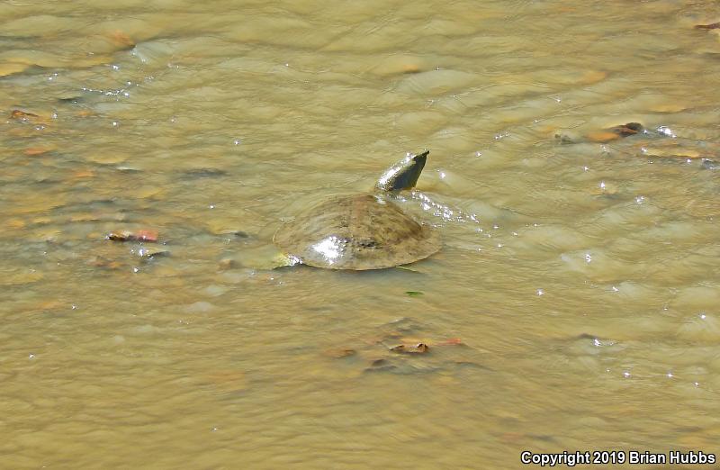 Western Spiny Softshell (Apalone spinifera hartwegi)