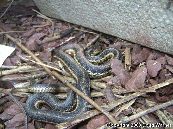 Eastern Gartersnake (Thamnophis sirtalis sirtalis)