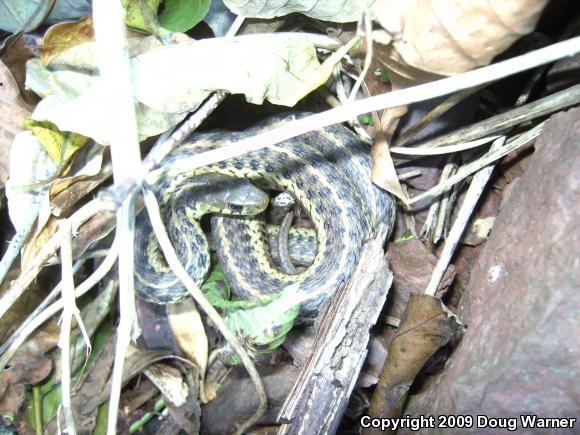 Eastern Gartersnake (Thamnophis sirtalis sirtalis)