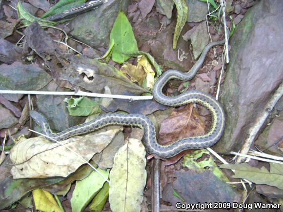 Eastern Gartersnake (Thamnophis sirtalis sirtalis)