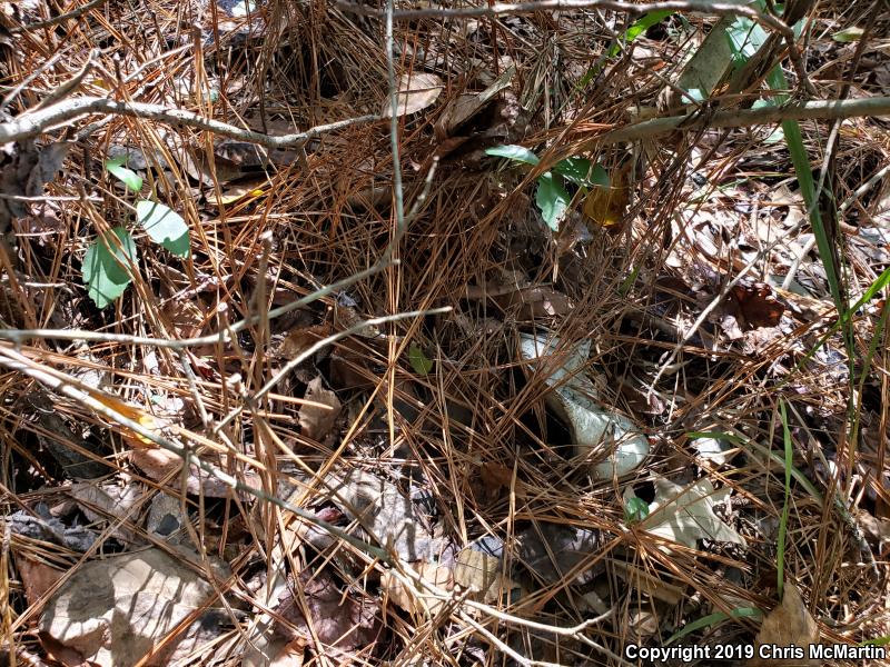 Southern Copperhead (Agkistrodon contortrix contortrix)