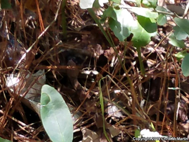 Southern Copperhead (Agkistrodon contortrix contortrix)