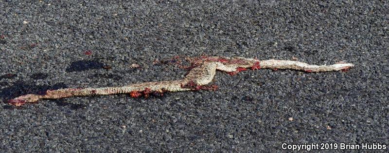 Prairie Rattlesnake (Crotalus viridis)