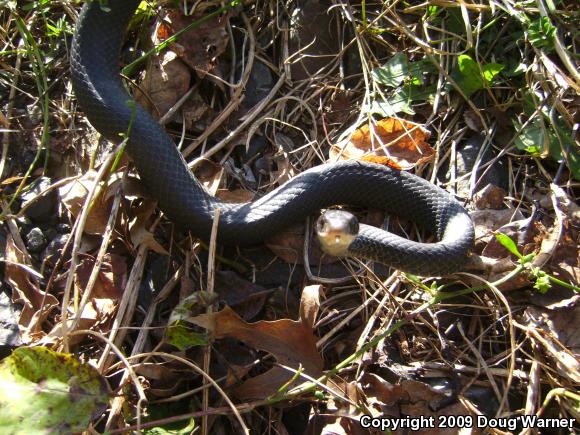 Northern  Black Racer (Coluber constrictor constrictor)