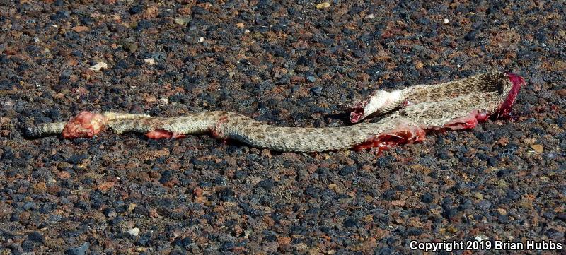 Prairie Rattlesnake (Crotalus viridis)