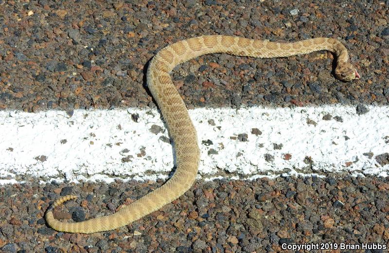 Prairie Rattlesnake (Crotalus viridis)