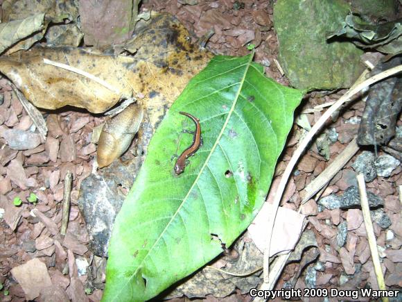 Eastern Red-backed Salamander (Plethodon cinereus)