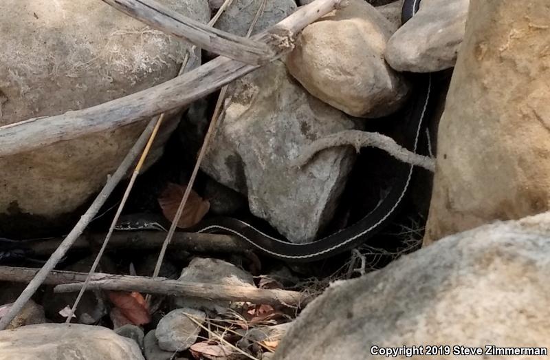 Striped Racer (Coluber lateralis)