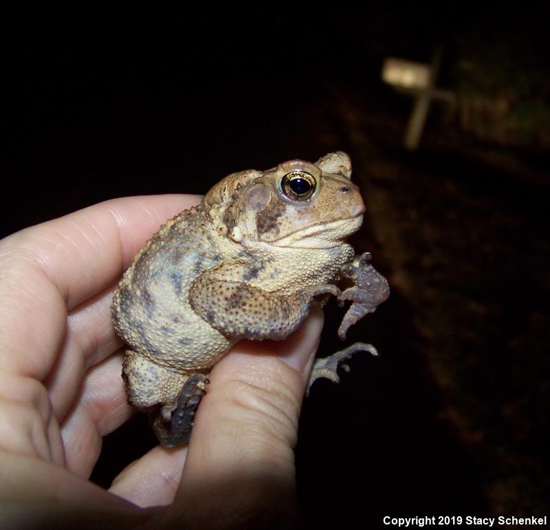 American Toad (Anaxyrus americanus)