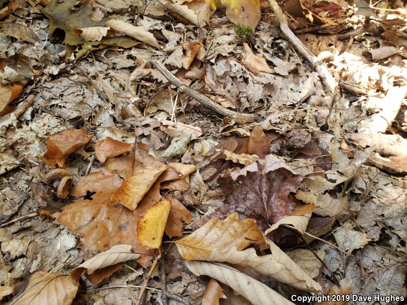 Northern  Copperhead (Agkistrodon contortrix mokasen)