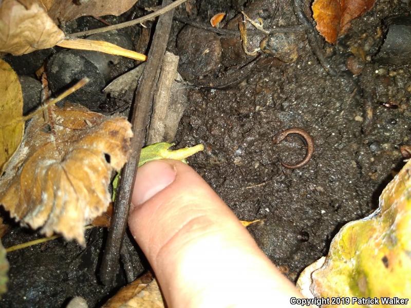 Gregarious Slender Salamander (Batrachoseps gregarius)