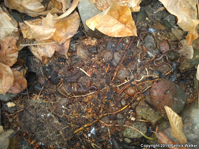 Gregarious Slender Salamander (Batrachoseps gregarius)