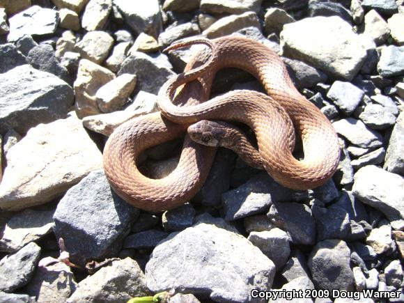 Northern Brownsnake (Storeria dekayi dekayi)