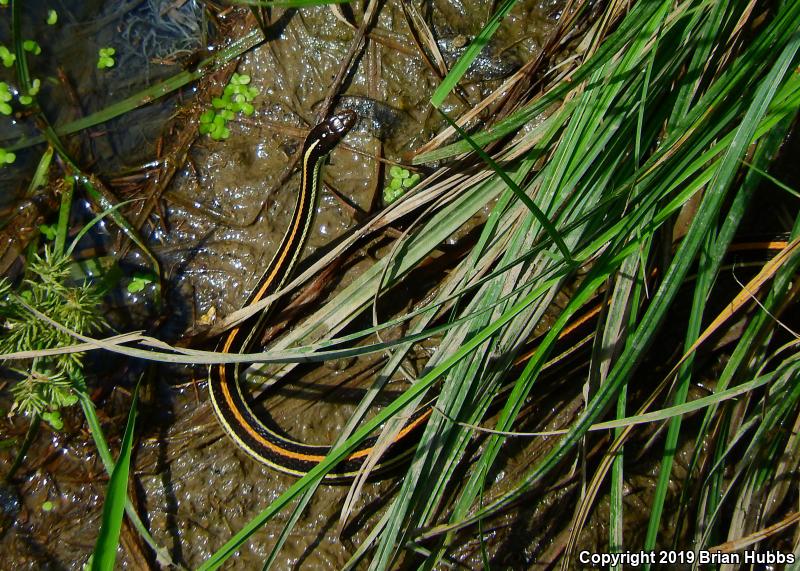 Orange-striped Ribbonsnake (Thamnophis proximus proximus)