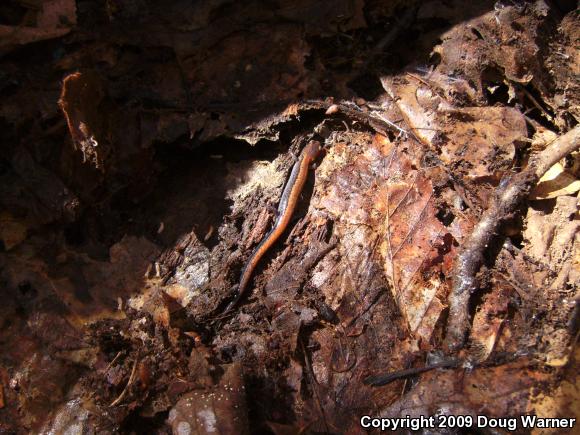 Eastern Red-backed Salamander (Plethodon cinereus)