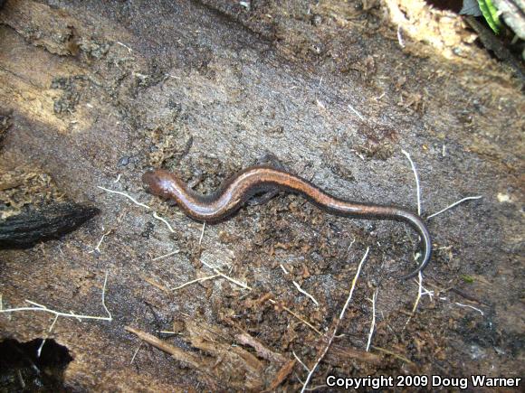 Eastern Red-backed Salamander (Plethodon cinereus)