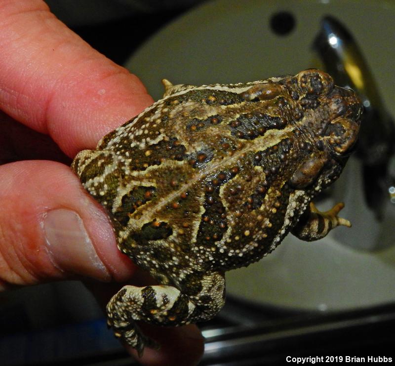 Great Plains Toad (Anaxyrus cognatus)