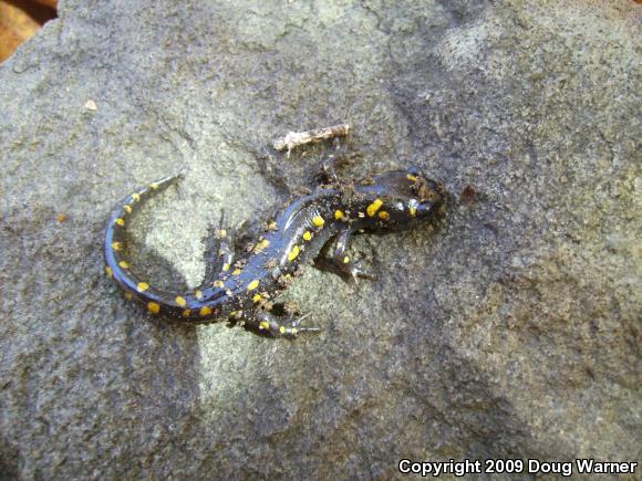 Spotted Salamander (Ambystoma maculatum)