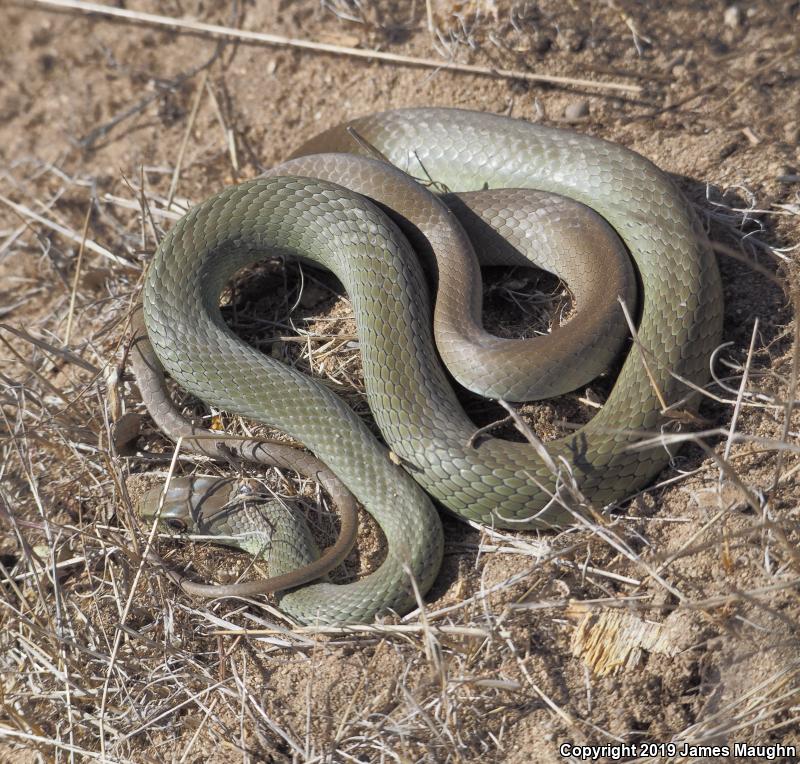 Western Yellow-bellied Racer (Coluber constrictor mormon)