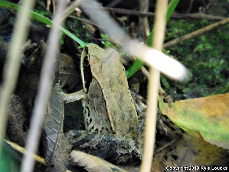 Wood Frog (Lithobates sylvaticus)