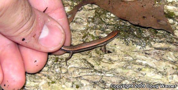 Little Brown Skink (Scincella lateralis)