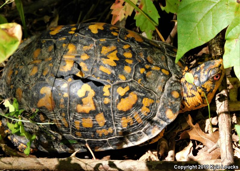 Eastern Box Turtle (Terrapene carolina carolina)