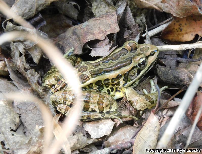 Pickerel Frog (Lithobates palustris)