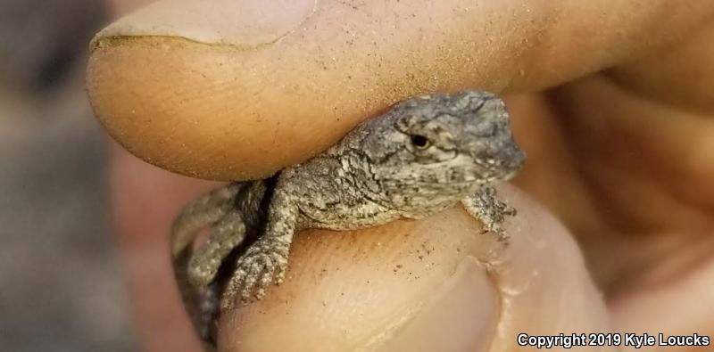 Eastern Fence Lizard (Sceloporus undulatus)