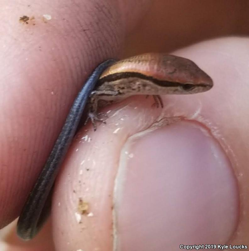 Little Brown Skink (Scincella lateralis)