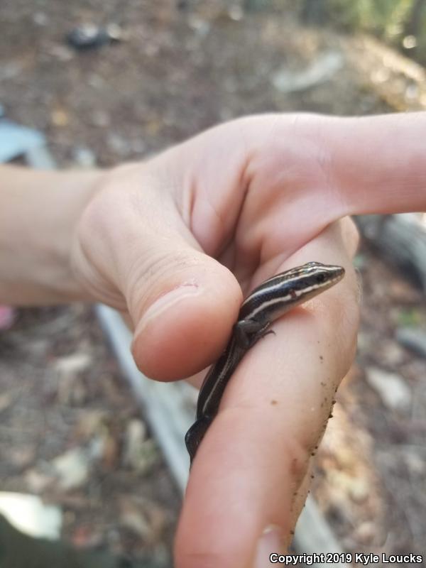 Five-lined Skink (Plestiodon fasciatus)